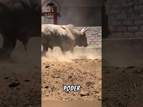 Ejemplar Ganadero