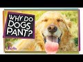 Cooling Mechanisms in Humans and Dogs