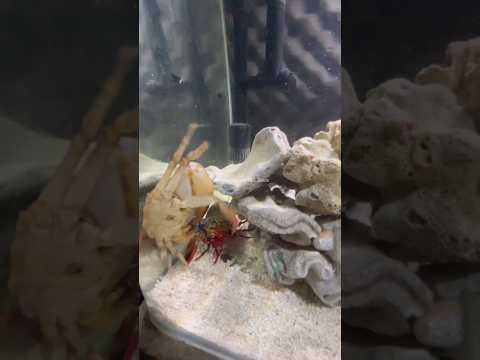 Mantis Shrimp Attacks #mantisshrimp #udangmantis