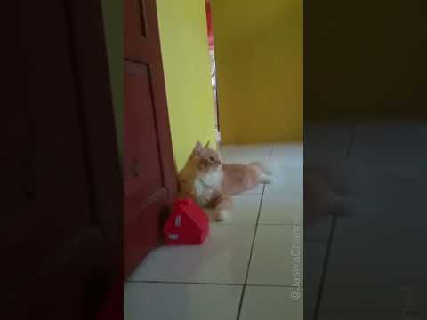 Kucing Penasaran, Lucu Bikin Gemes! || CAT #shorts #cats #kucinglucu #animals #shortsfeed