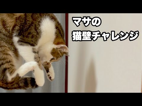 猫のマサとdiyの最新動画 Youtubeランキング