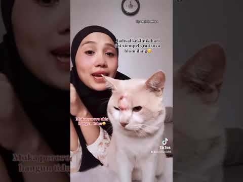 Kucing manja