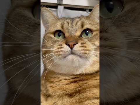 猫の動画サムネイル - 猫の口周りがパンパンになる瞬間が最高なのよ… #shorts