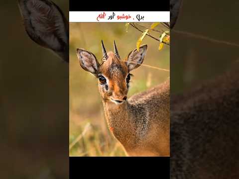 Deer , Smell And Allah | #shorts
