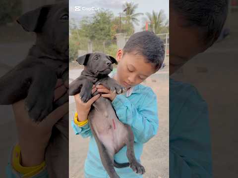 Phanet family: Please help my little puppy.🥹🥹#pets #love #share #shorts