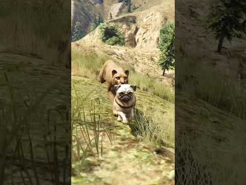 Quel animal peut échapper au cougar dans GTA 5 #gta #gta5 #gaming