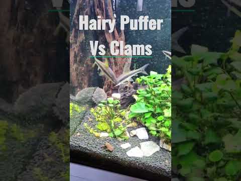 Hairy Puffer VS Clams! https://www.youtube.com/@CrazyAquariumGuy






Hairy Puffer VS Clams!