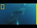 Humpback Whale Migration Challenges