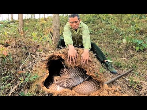 Obsession of the people - Search for ferocious king cobras that attack foresters.