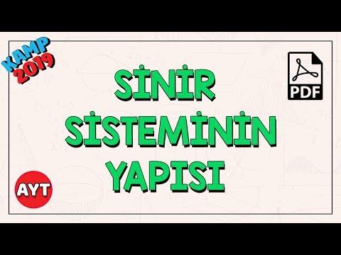 Sinir sisteminin yapısı kamp2019