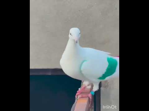 White Cute 🥰 Kabootri #haryanvisong #haryanvi #dance #viral #pigeon #kabootar #kabutar #birds