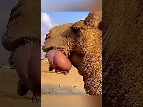 Camel dulla 🐪 😱 #factsintelugu #telugufacts #amazingfacts #shorts #tejfacts