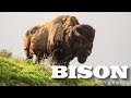 American Bison Facts and Trivia
