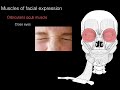 Facial Muscles and Their Functions