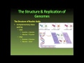 Nucleotide Structure and DNA Function