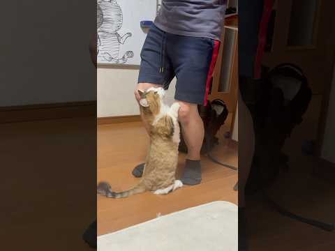 癒しのひのき猫と秀吉のかわいいシーン サムネイル