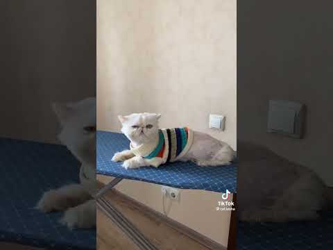 #врек #мем #роблокс #рекомендации #дуэт #roblox #cat #minecraft #юмор #мемы
