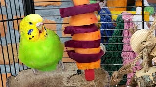 budgie sounds for relaxation