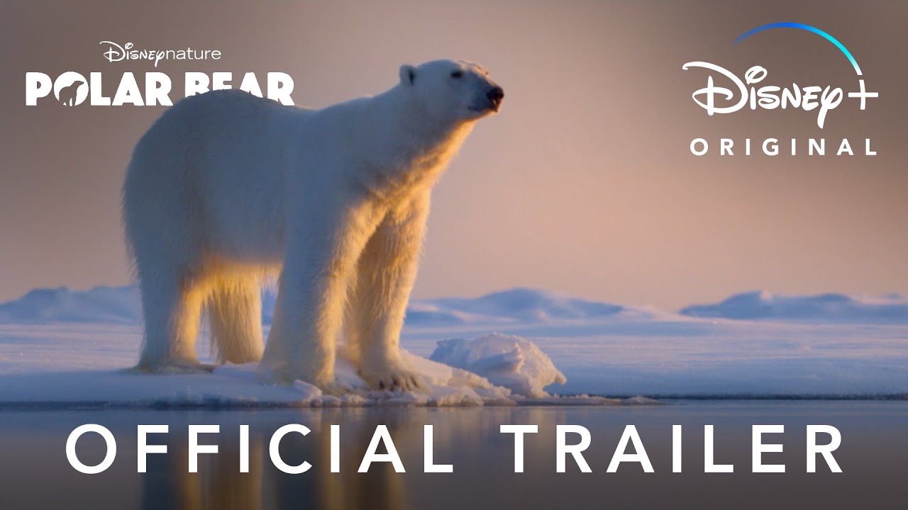 Eisbären Vorschaubild des Trailers