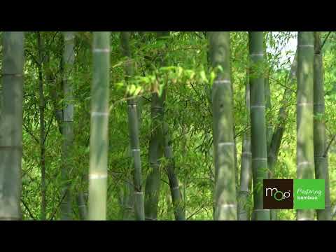 MOSO Bamboo N-vision | Engineered bamboo stems