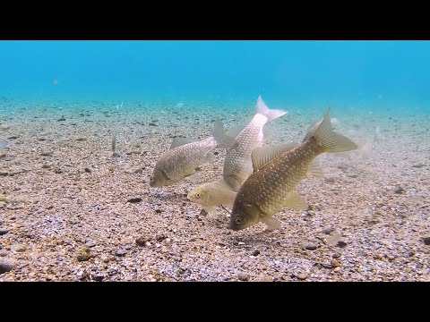 【水下攝影】樸實且堅韌的淡水魚種-鯽魚/土鯽/鯽仔(Carassius auratus) - YouTube