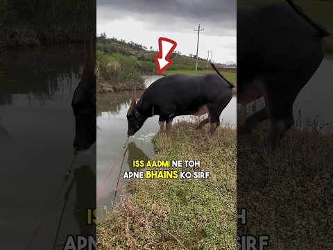 Buffalo went into the water 😂