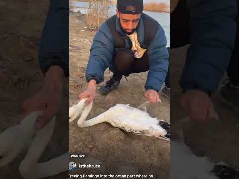 Freeing flamingos in captivity