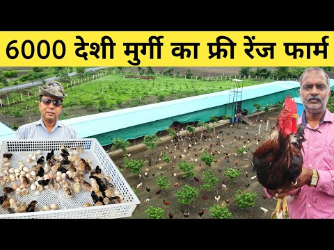 नहीं देखा होगा ऐसा अनोखा Free Range Desi Poultry Farming Model | Desi Poultry Farm Business