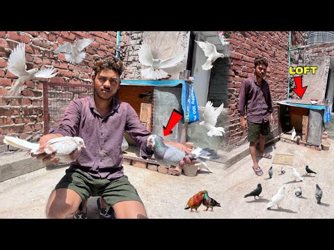 साहिद भाई के कबूतर 🕊️