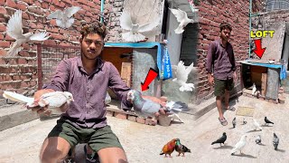 साहिद भाई के कबूतर 🕊️
