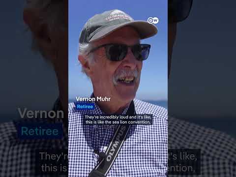 Hundreds of sea lions have settled at San Carlos Beach in Monterey | DW News