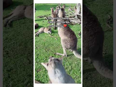 He came back when he needed help #wholesome  #animals