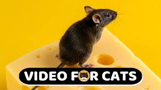 CAT GAMES - Mice, Birds, Bugs, Chipmunks, Butterflies, Squirrels - CAT TV.