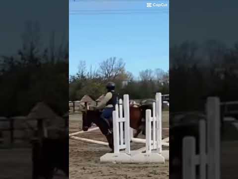 I got so many good videos from tdy #equestrianriding #horse #smalljump #horseenthusiast #equestrian
