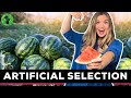 Artificial Selection and Domestication