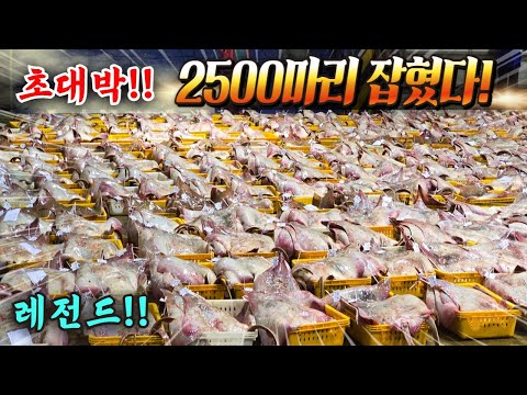 초대박!! 살다살다 전설의 흑산도 홍어 2500마리?? 미쳤네 소리가 절로~(배꼽빠짐 주의!!!!)