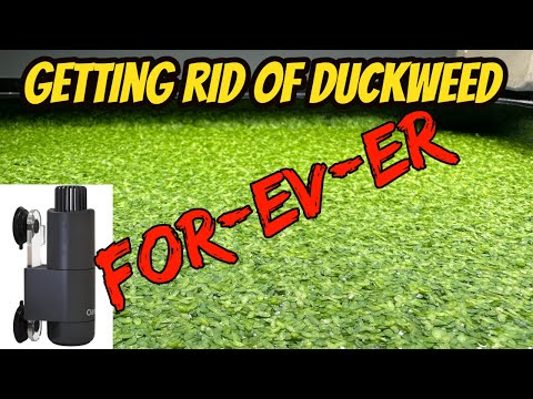 Getting rid of duckweed once and for all (oase cry I finally decided to get the massive duck weed invasion under control. Starting with my 55gallon bri