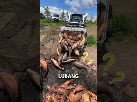 Alasan Mengapa Pemerintah Mengambil Langkah Ekstrem terhadap Ikan Mas #shorts
