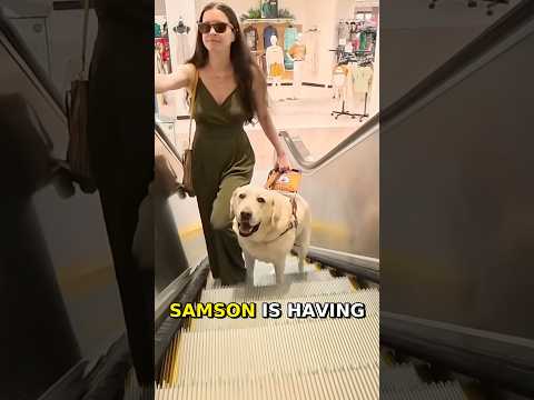 How My Guide Dog Navigates An Escalator 🦮 #insta360 #blind #serviceanimal #guidedog #dog
