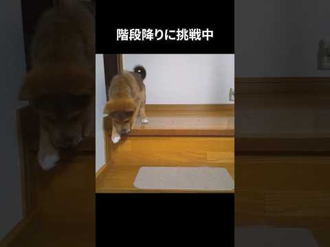 階段を降りられなかった頃 #shorts #雑種犬 #子犬