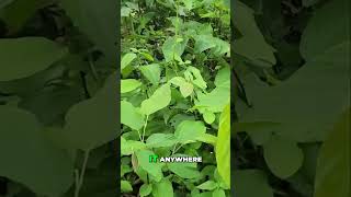 Anti-Diabetic Properties: Your Insights on This Herb #WildHops!