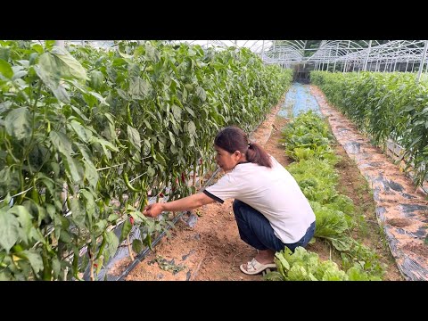 Chị Nguyệt Ngỡ Ngàng Với Vừờn Rau Của Mẹ. Đi Chợ Phiên