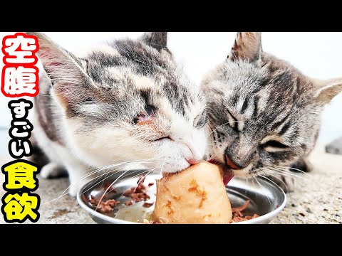 空腹な猫たちにご飯をあげると・・・ さくらねこたちへのエサやり