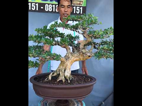 Linh Sam Sông Hinh dáng đẹp 7,5 triệu