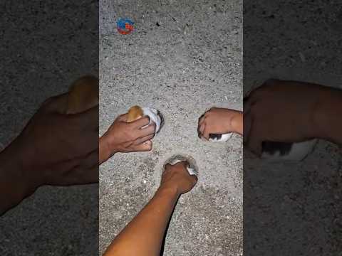 likes soft animals🫶 #shortvideo