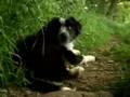 Border Collie Sheepdog Cute Dogs Puppy playing Movie Trailer