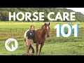 Horse Care and Management Knowledge