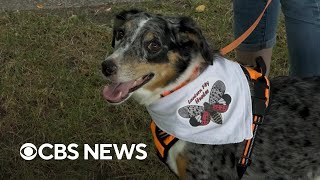 How sniffing dogs are helping get rid of spotted lanternflies
