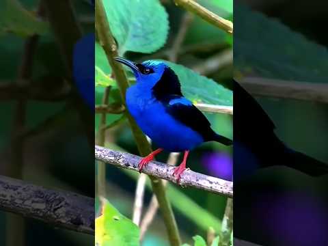 Beautiful Paradise Birds Never Seen Before😮#shorts