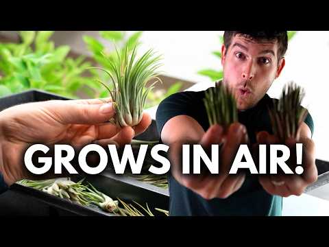 This AMAZING Plant GROWS Without SOIL!